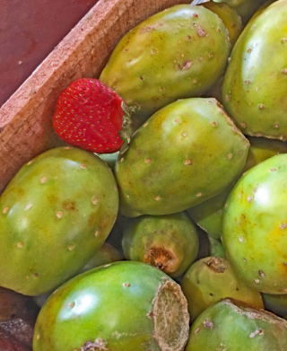 Tunas CDMX julio 2018 1 Tunas CDMX julio 2018 1