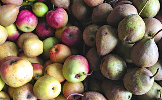 Manzana panochera y pera lechera