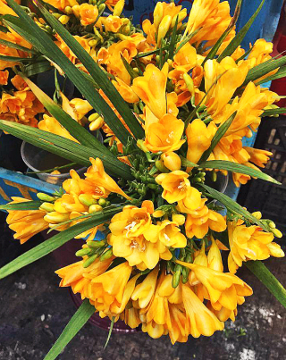 Freesia Mercado de Jamaica March 2016 1 Freesia Mercado de Jamaica March 2016 1