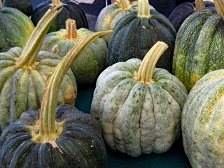 Calabaza de Castilla Mercado Libre