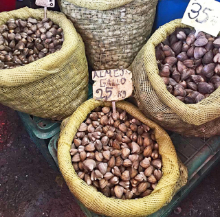 Viga Almeja Varias 3