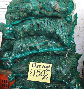 Viga Ostiones Costal 1a