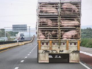 Puercos en Camión Puercos en Camión