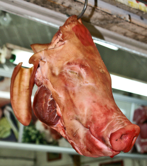 Pig Head Pig Head