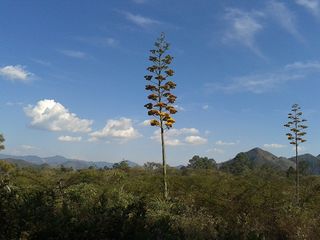 Mezcal Flor Mezcal Flor