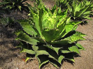 Mezcal Cupreata 1 Mezcal Cupreata 1
