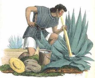 Pulque y maguey