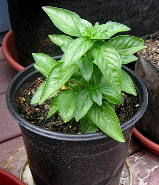Mexican Basil 1 Mexican Basil 1