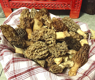 Hongos Silvestres Morilla Mercado Jamaica Hongos Silvestres Morilla Mercado Jamaica