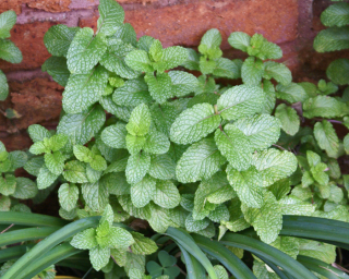 Colegio Culinario Hierbabuena Colegio Culinario Hierbabuena