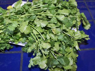 Manojo de Cilantro
