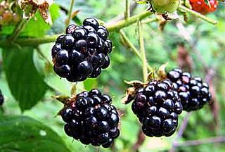 Cobbler Blackberries on the Hoof Cobbler Blackberries on the Hoof