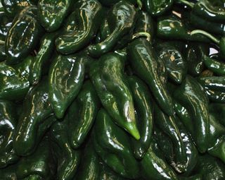 Chile Poblano Chile Poblano