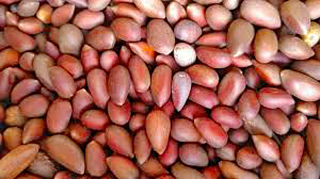 Pin?on Rosado Mexico 1 Pin?on Rosado Mexico 1