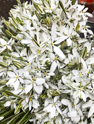 Pa?tzcuaro Estrella del Campo 1 Pa?tzcuaro Estrella del Campo 1