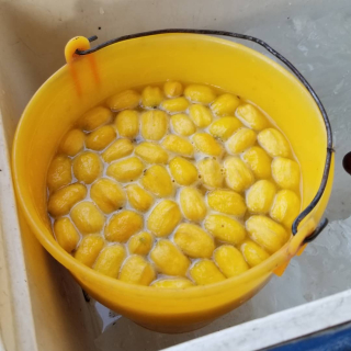 Agua de Ciruela San Blas DIF Fiesta Agua de Ciruela San Blas DIF Fiesta