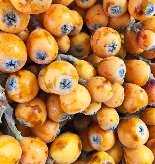 Pa?tzcuaro Ni?spero 10-2020 1 Pa?tzcuaro Ni?spero 10-2020 1