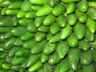 Recorrido Chile Jalapeño Recorrido Chile Jalapeño