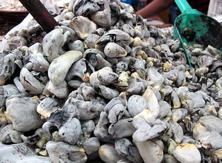 Recorrido Huitlacoche Recorrido Huitlacoche